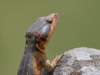 Photo Number 25