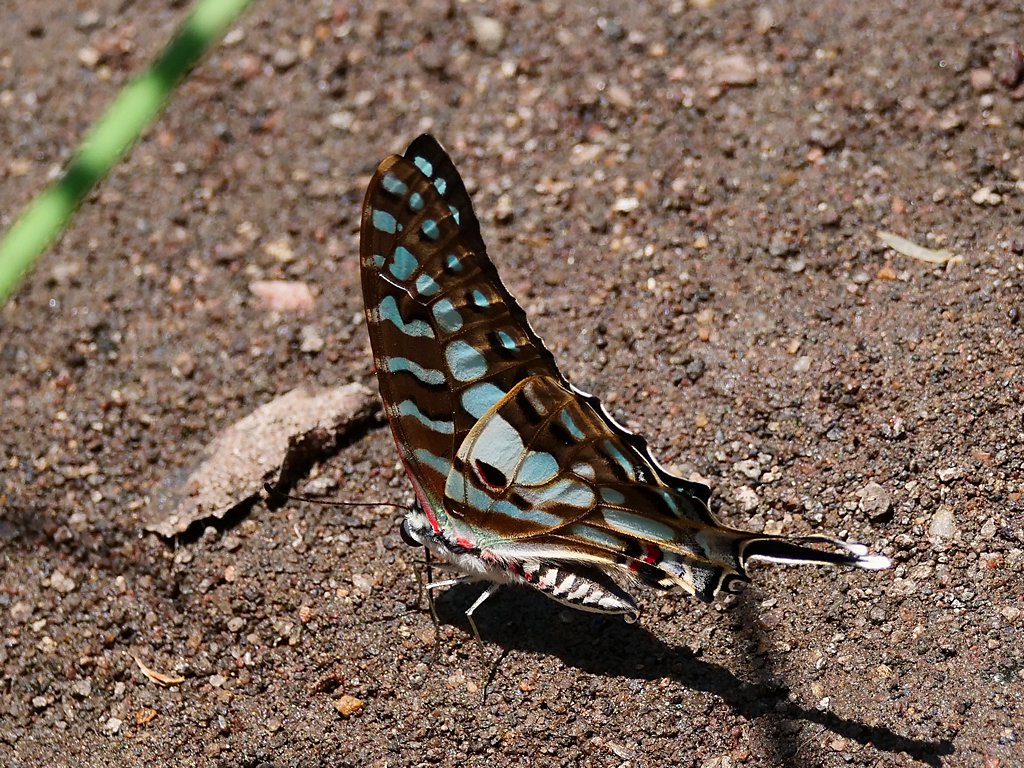 Photograph
