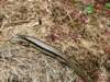 Photo Number 39