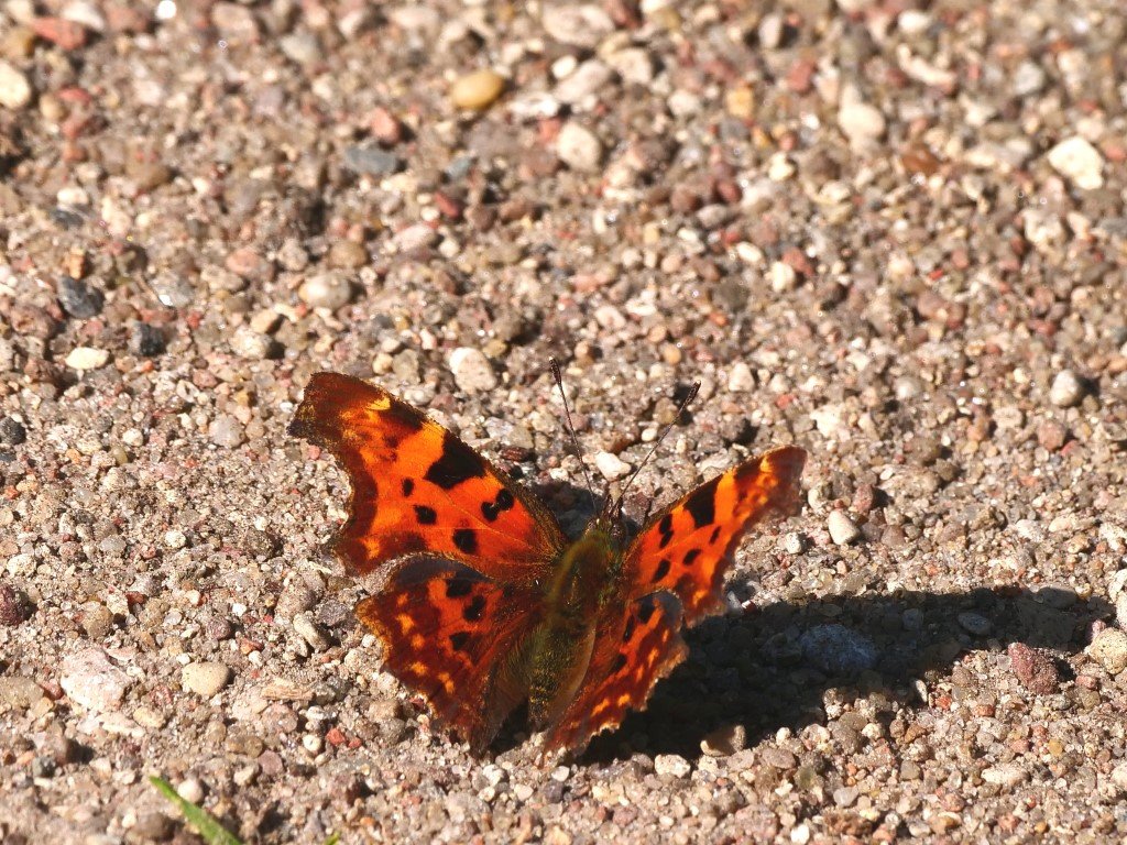 Photograph
