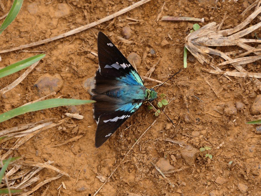 Photograph
