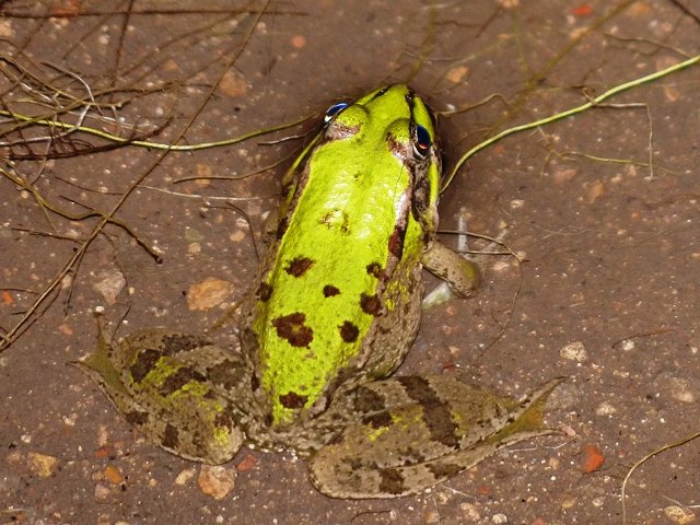 Photograph